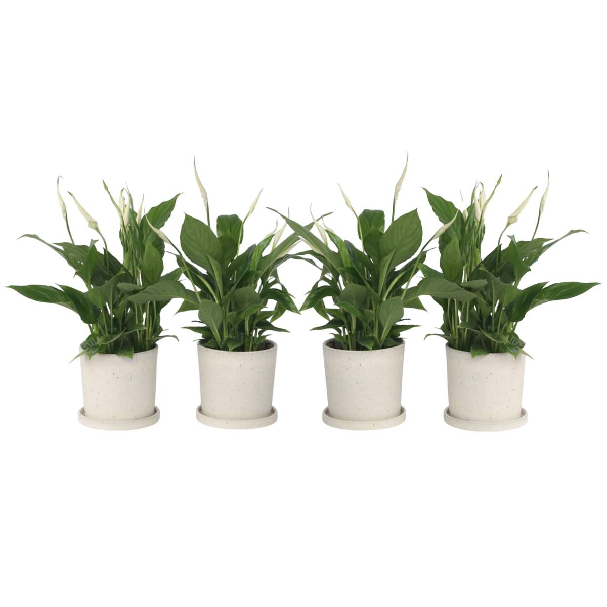 Fleur de lune - Set de 4 - Spathiphyllum 'Torelli' - Hauteur 30-45cm - ⌀12cm