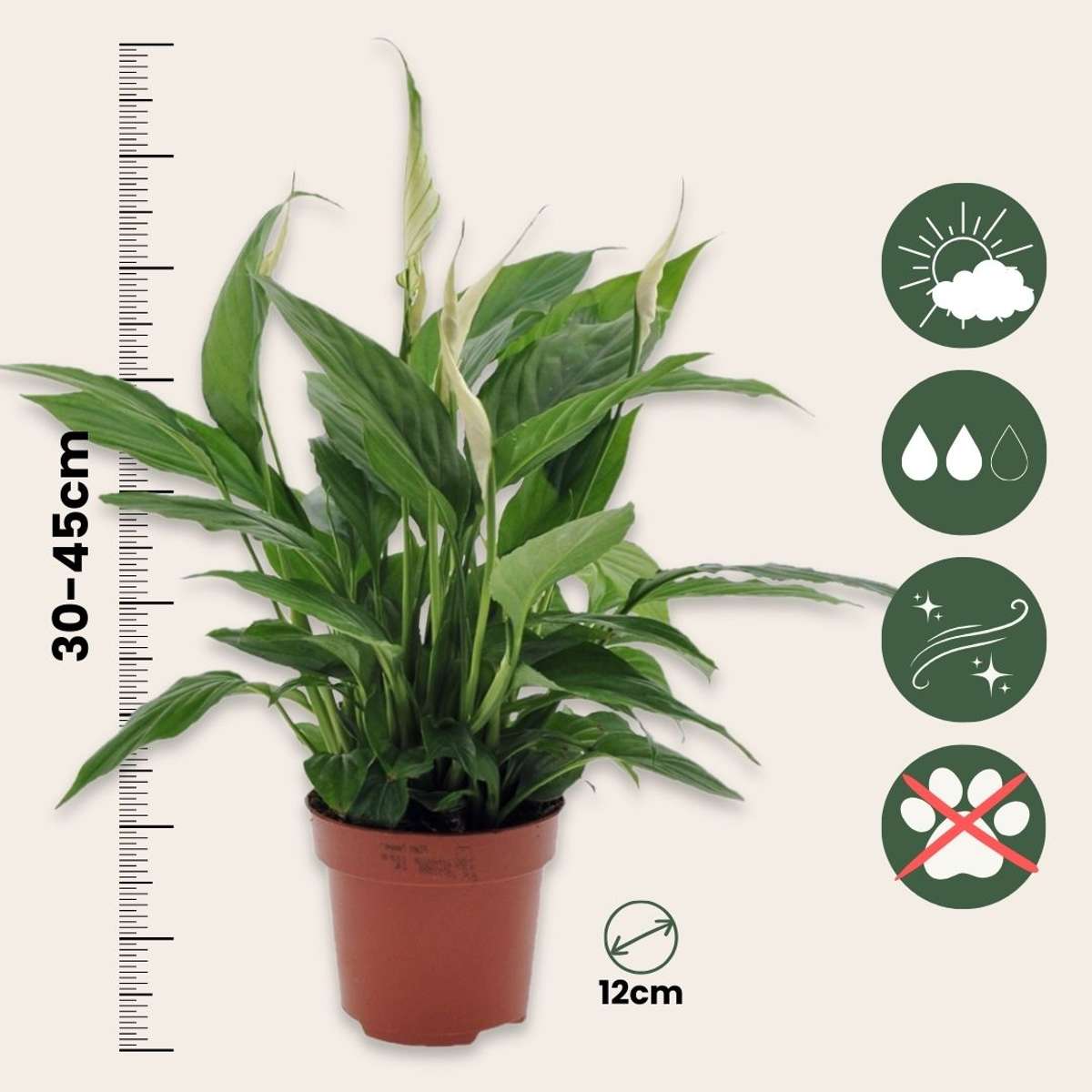 Fleur de lune - Set de 6 - Spathiphyllum 'Torelli' - Hauteur 30-45cm - ⌀12cm