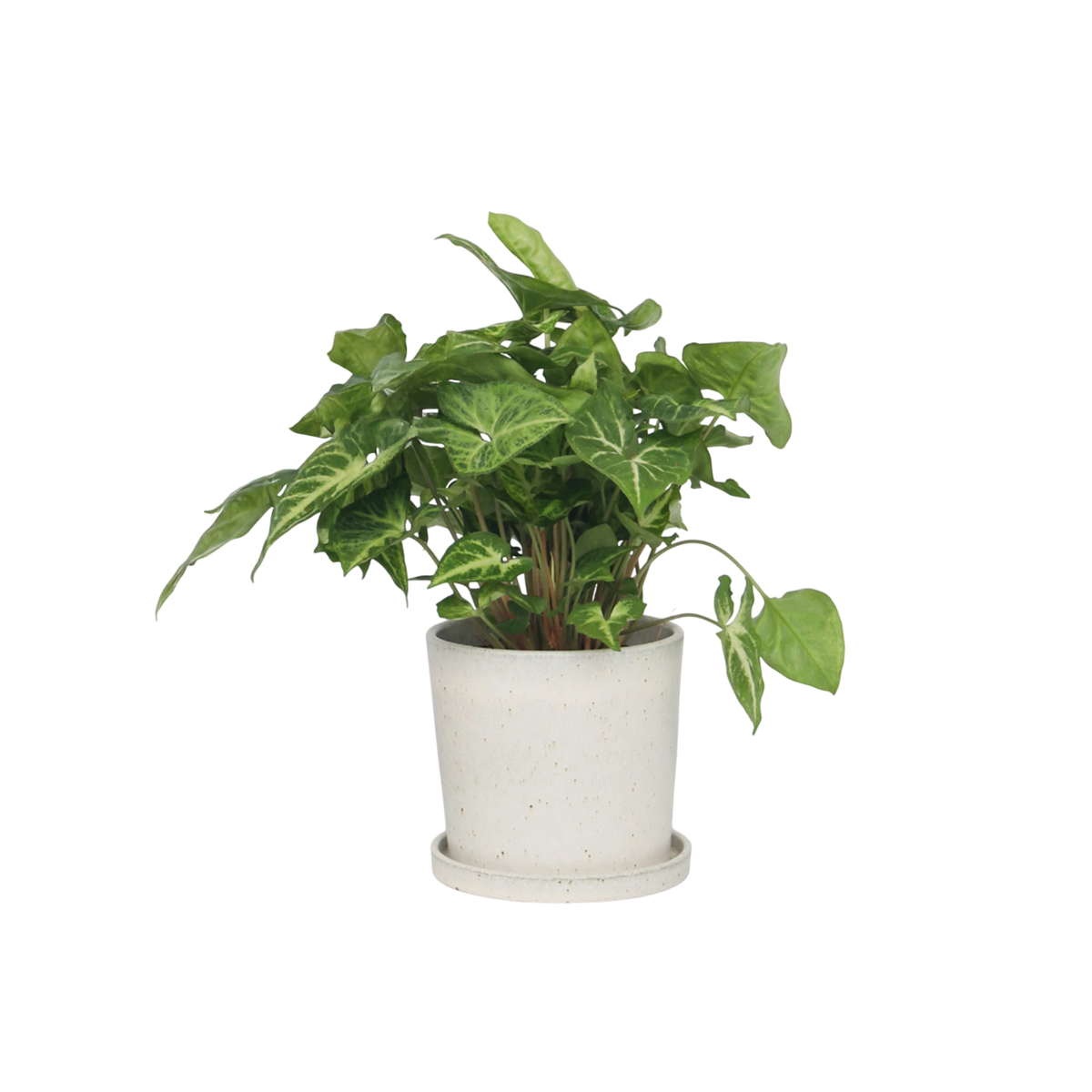 Arrowhead Plant Red Heart - Syngonium 'Pixie' - Height 25-40cm - ⌀12cm