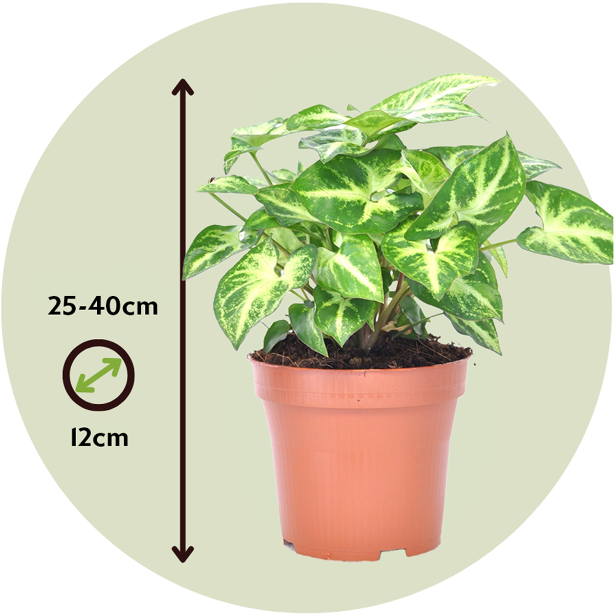 Arrowhead Plant Red Heart - Syngonium 'Pixie' - Height 25-40cm - ⌀12cm