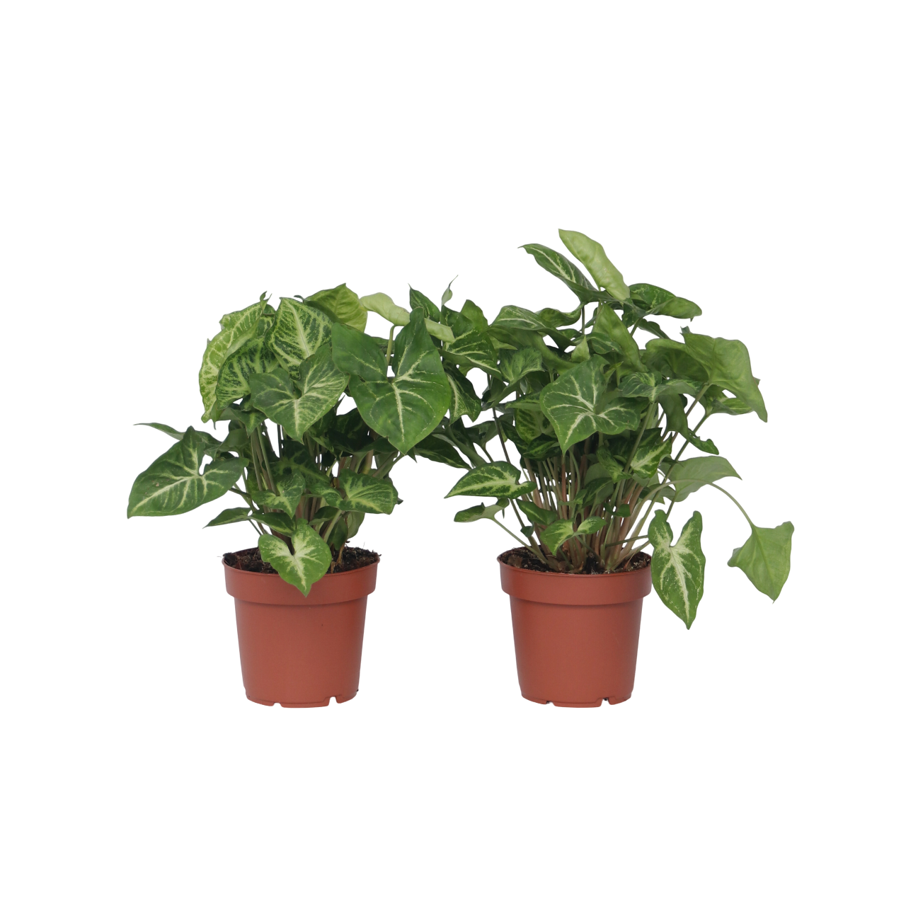 Patte-d'oie - Set de 2 - Syngonium podophyllum 'Pixie' - Hauteur 25-40cm - ⌀12cm