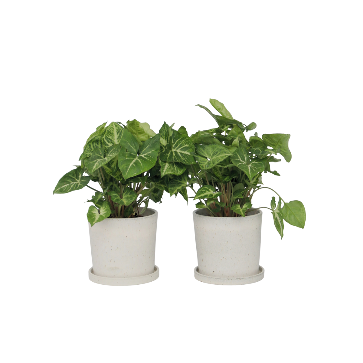 Patte-d'oie - Set de 2 - Syngonium podophyllum 'Pixie' - Hauteur 25-40cm - ⌀12cm