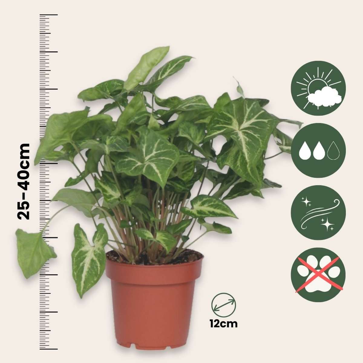 Patte-d'oie - Set de 3 - Syngonium podophyllum 'Pixie' - Hauteur 25-40cm - ⌀12cm