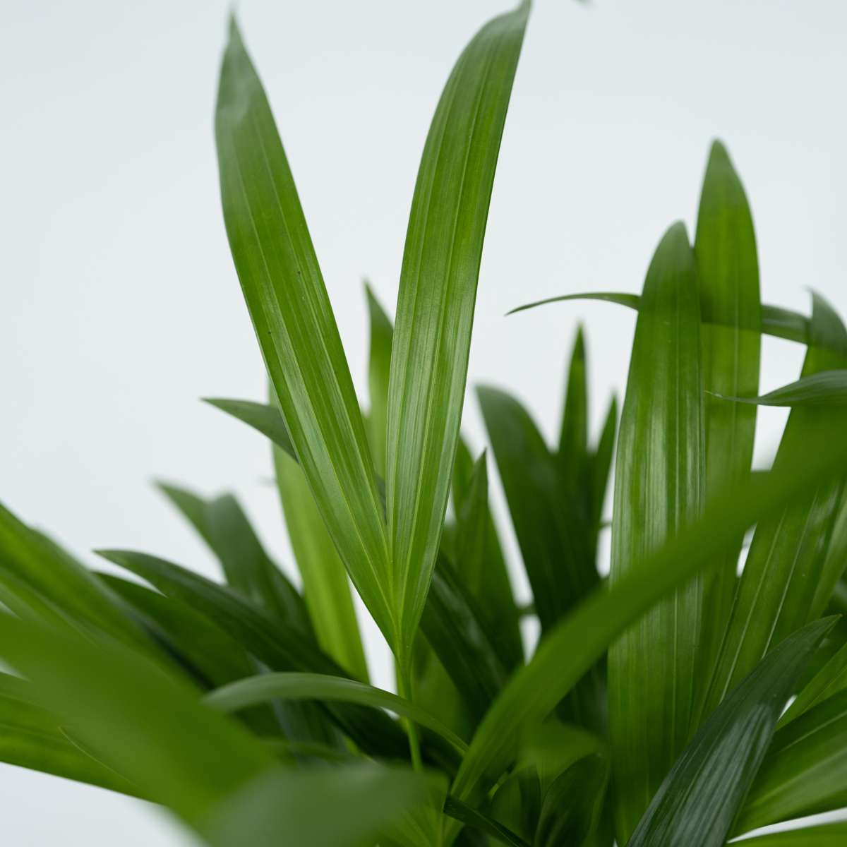 Areca palm 'Golden Cane' - Dypsis lutescens - Height 30-45cm - ⌀12cm