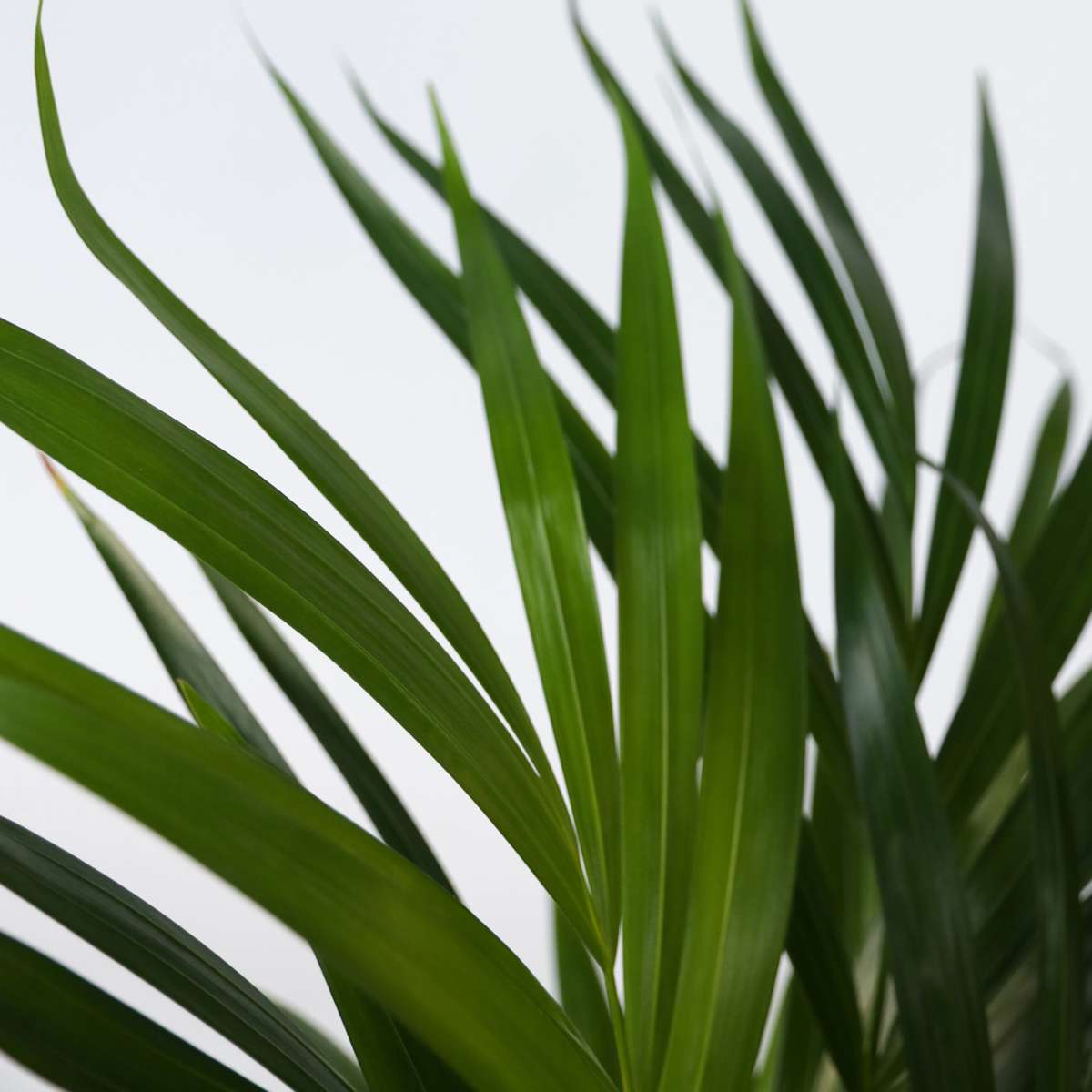 Areca palm 'Golden Cane' - Dypsis lutescens - Height 30-45cm - ⌀12cm