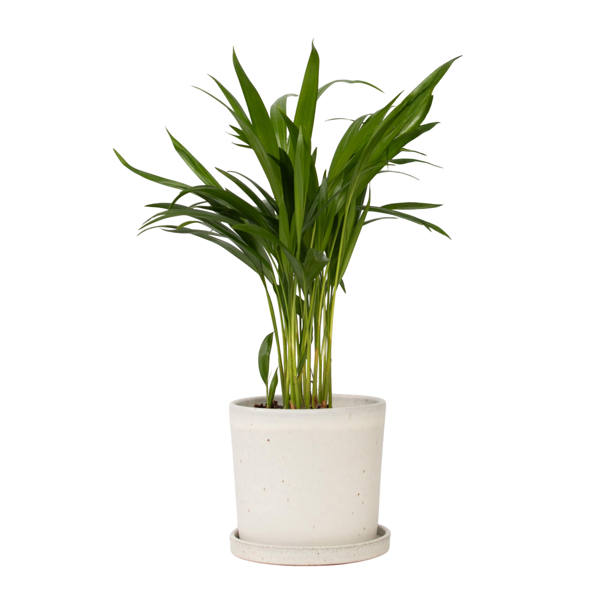 Areca palm 'Golden Cane' - Dypsis lutescens - Height 30-45cm - ⌀12cm