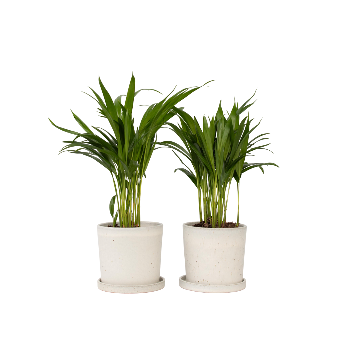 Palmier areca - Set de 2 - Dypsis lutescens - Hauteur 30-45cm - ⌀12cm
