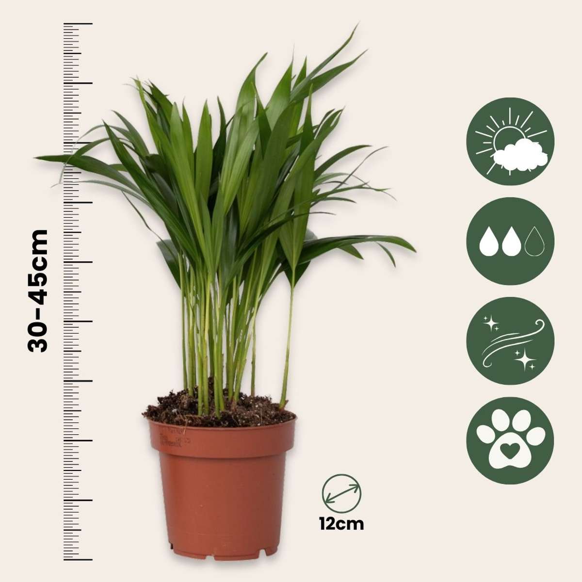 Palmier areca - Set de 2 - Dypsis lutescens - Hauteur 30-45cm - ⌀12cm