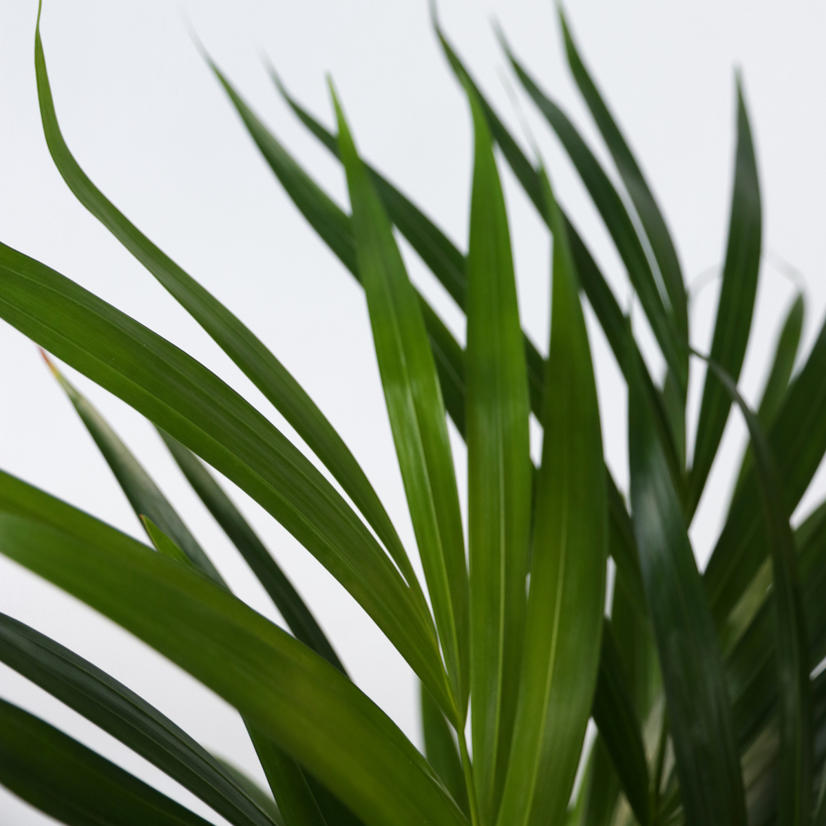 Areca palm 'Golden Cane' - Dypsis lutescens - Height 60-70cm - ⌀17cm