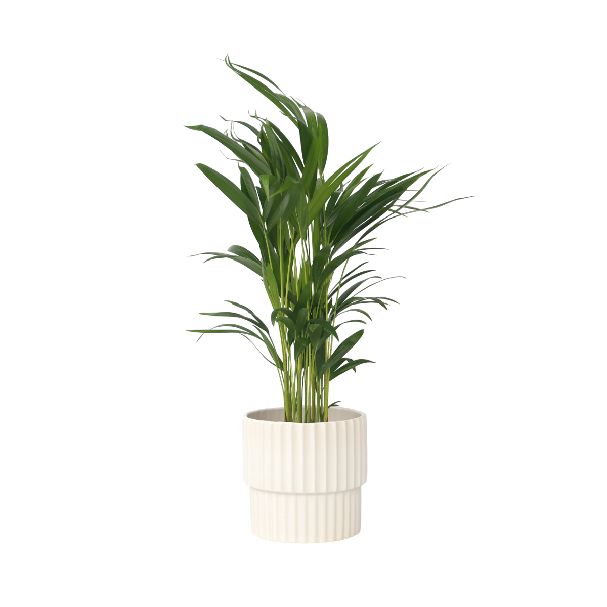 Areca palm 'Golden Cane' - Dypsis lutescens - Height 60-70cm - ⌀17cm