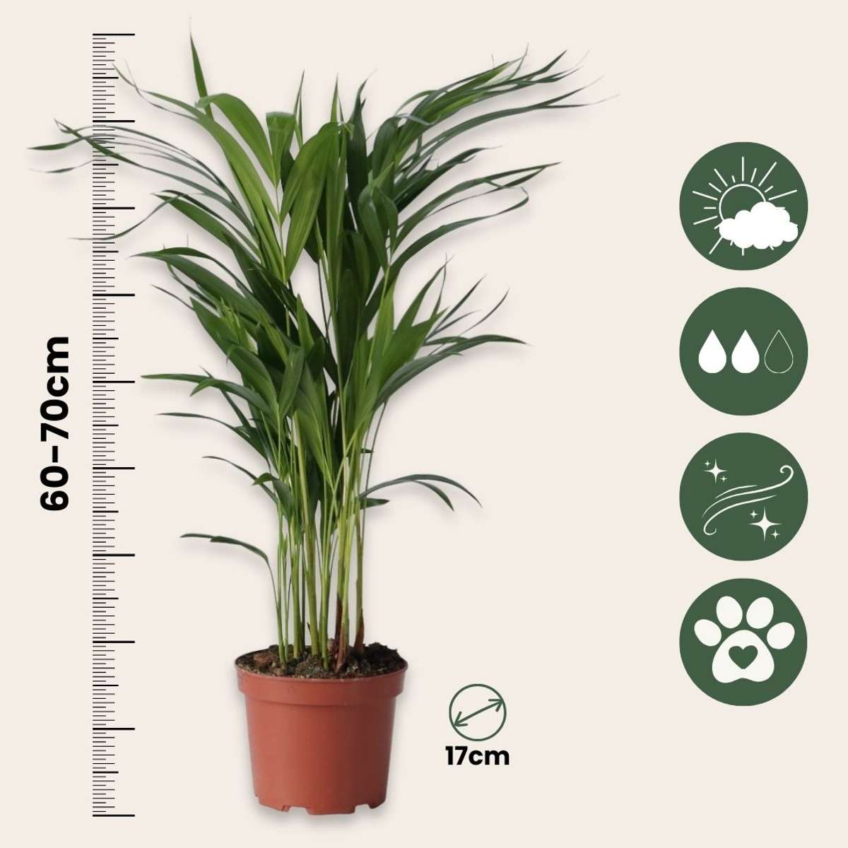 Palmier areca - Dypsis lutescens - Hauteur 60-70cm - ⌀17cm