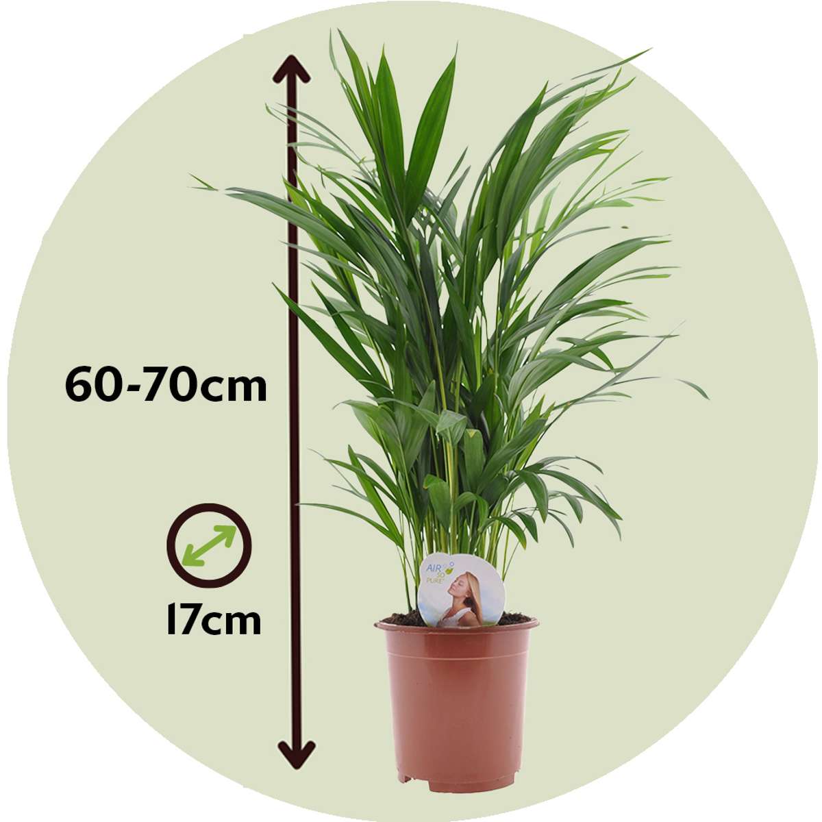 Areca palm 'Golden Cane' - 2 pcs. - Dypsis lutescens - Height 60-70cm - ⌀17cm