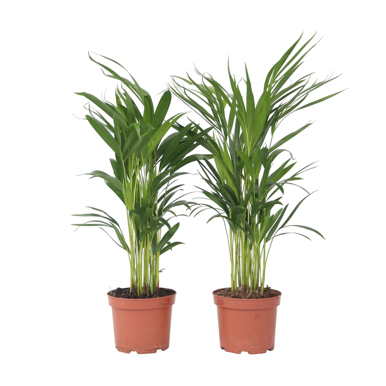 Palmier areca - Set de 2 - Dypsis lutescens - Hauteur 60-70cm - ⌀17cm