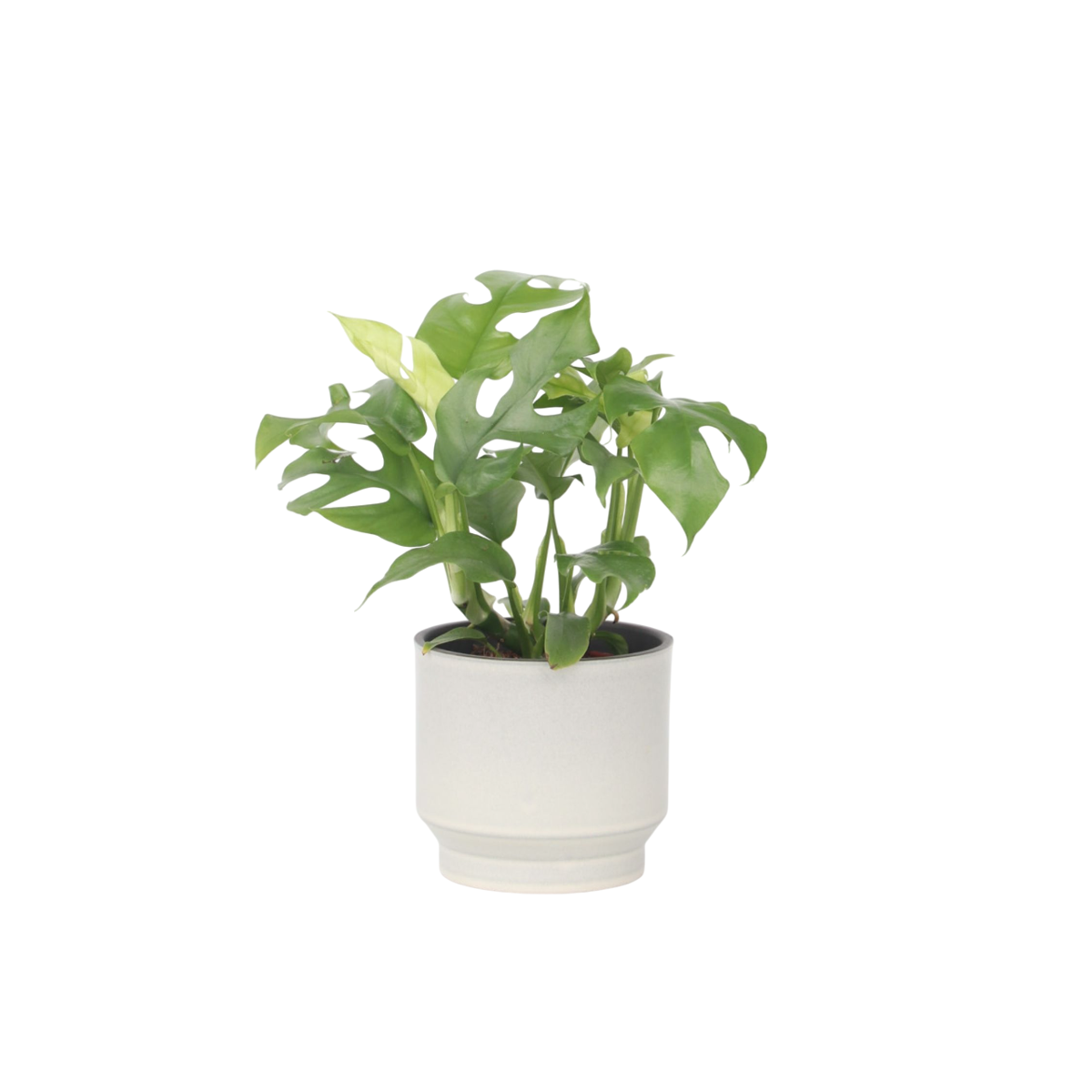 Plante à trous - Rhaphidophora tetrasperma - Hauteur 20-30cm - ⌀12cm