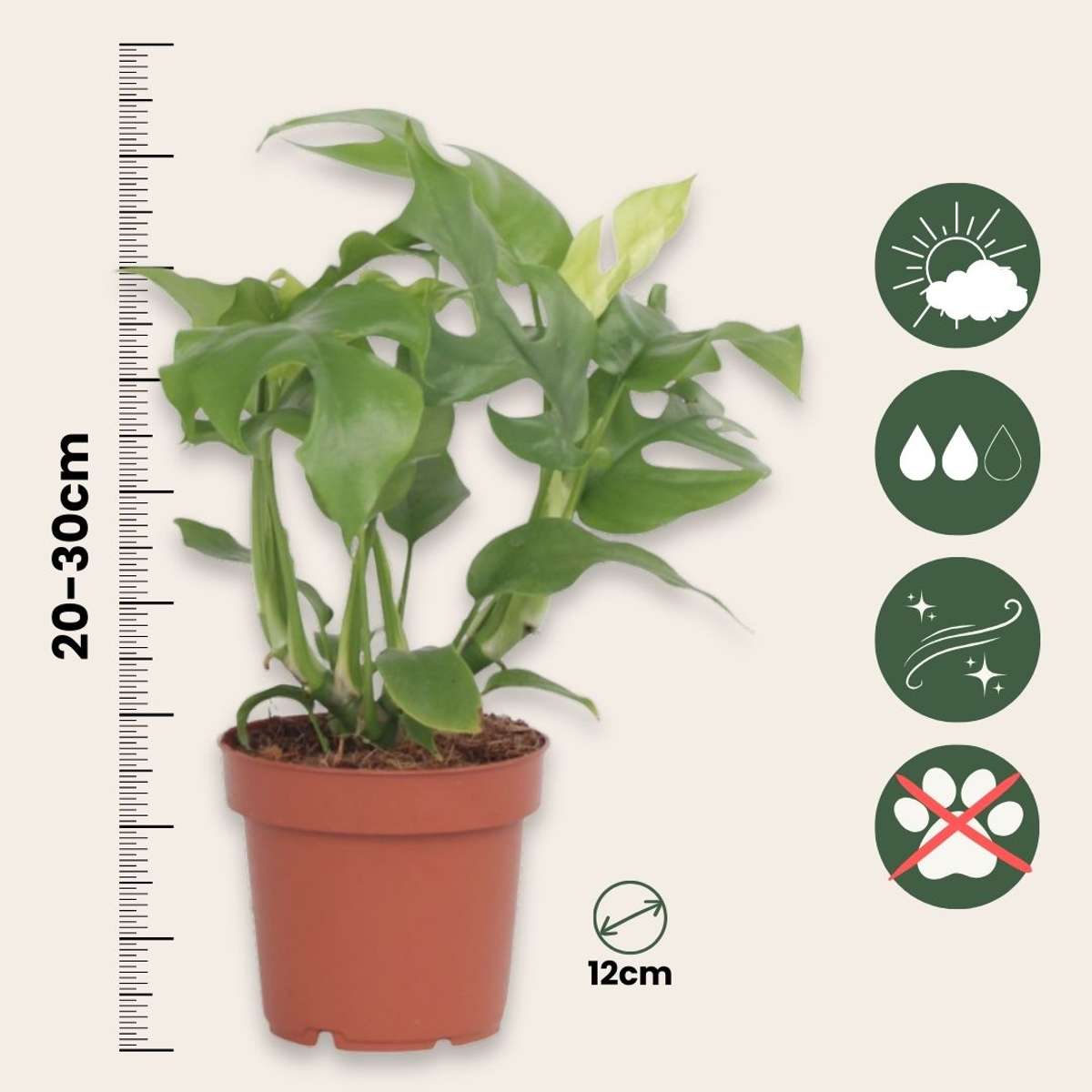 Plante à trous - Rhaphidophora tetrasperma - Hauteur 20-30cm - ⌀12cm