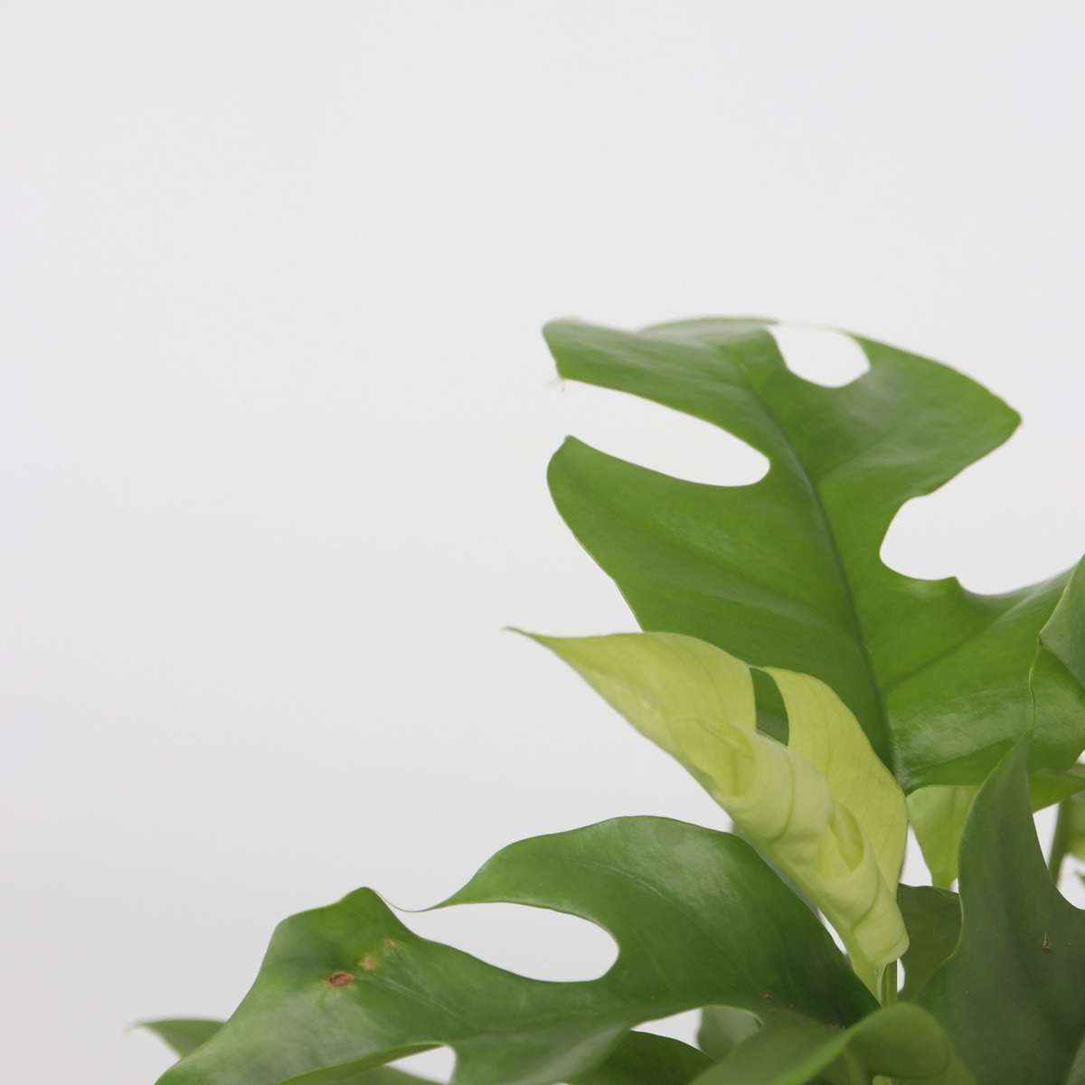 Plante à trous - Set de 2 - Rhaphidophora tetrasperma - Hauteur 20-30cm - ⌀12cm