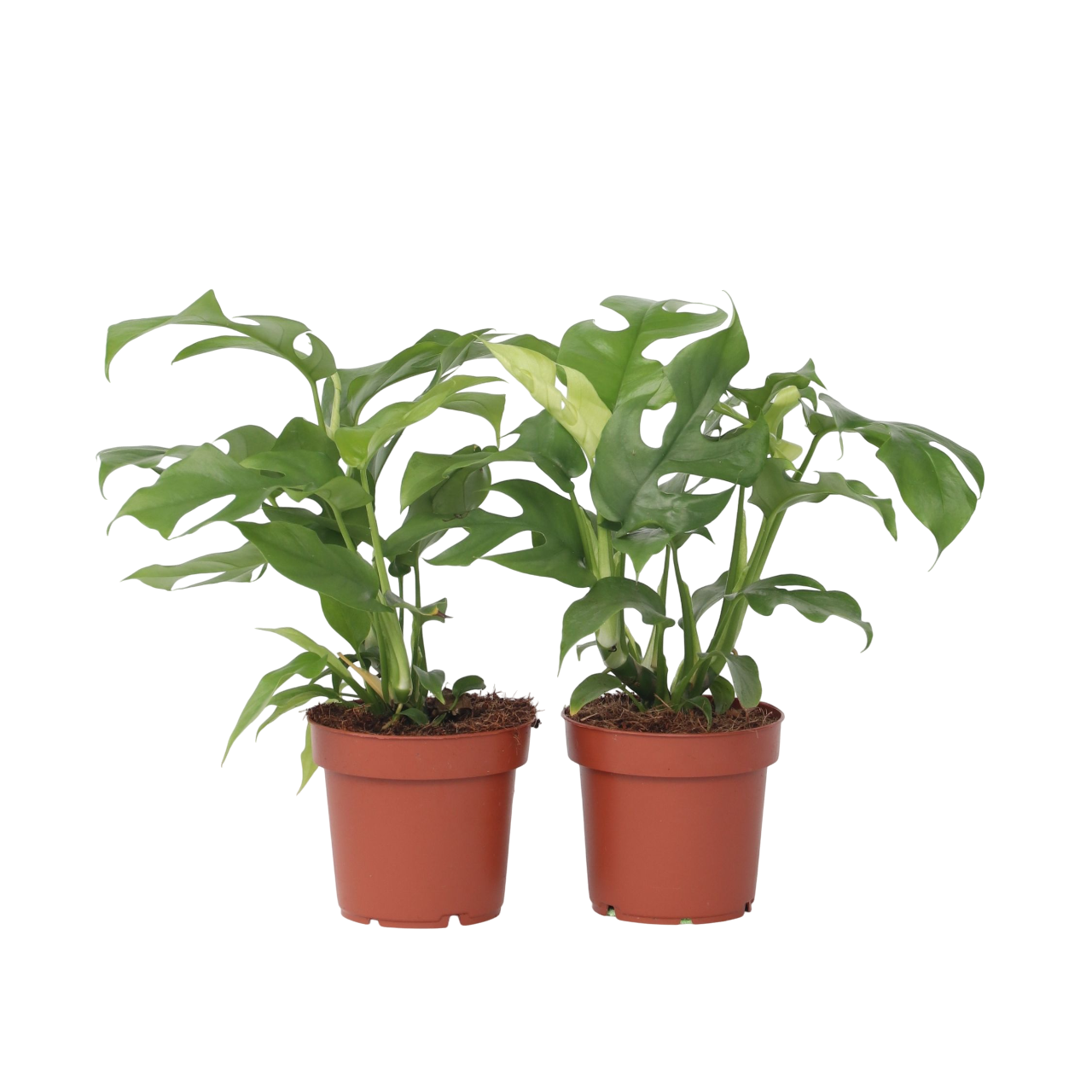 Plante à trous - Set de 2 - Rhaphidophora tetrasperma - Hauteur 20-30cm - ⌀12cm