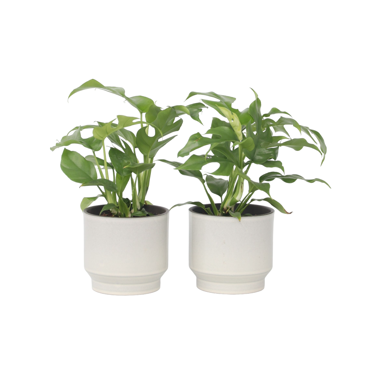 Plante à trous - Set de 2 - Rhaphidophora tetrasperma - Hauteur 20-30cm - ⌀12cm