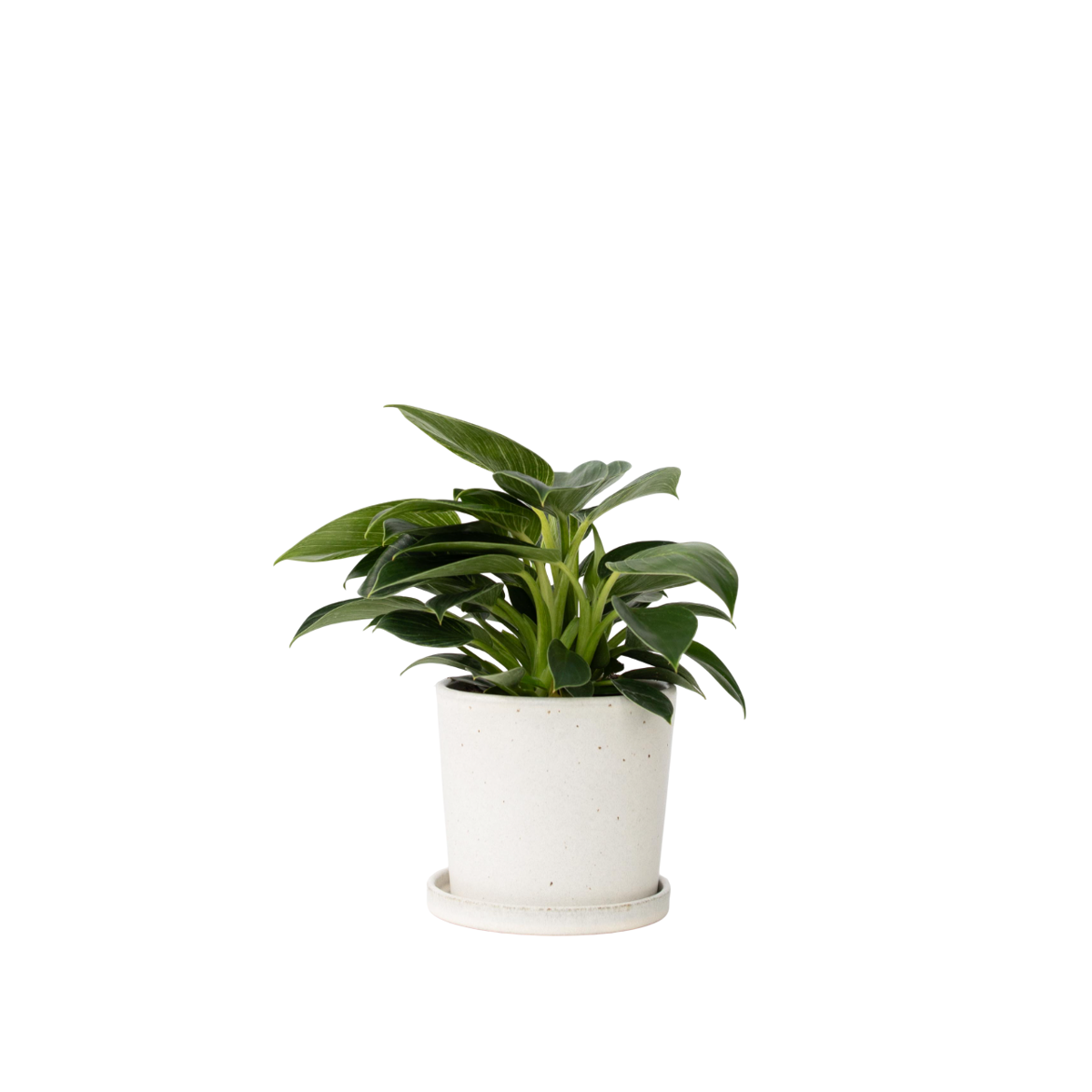 Plante verte - Philodendron 'White Wave' - Hauteur 25-40cm - ⌀12cm
