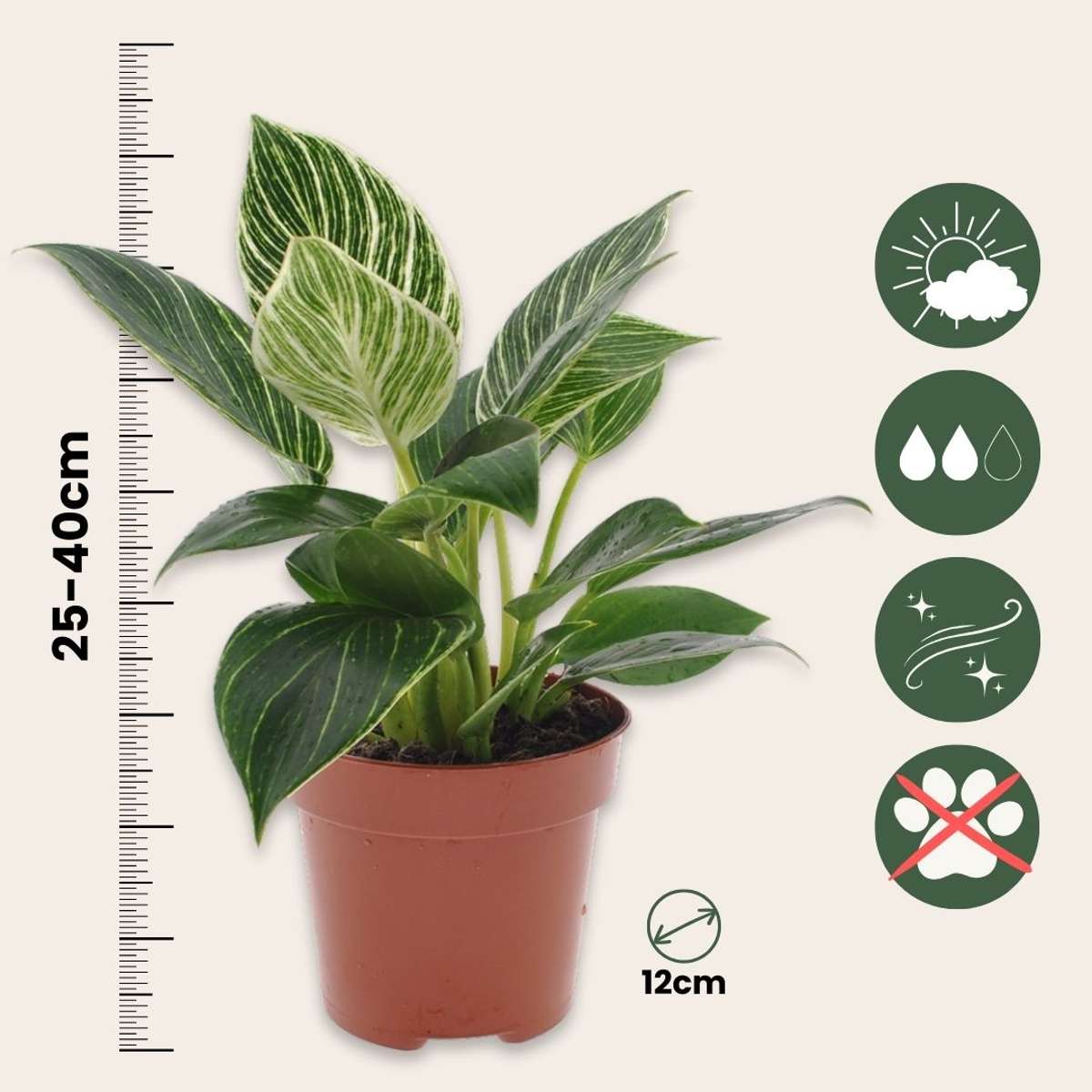 Plante verte - Philodendron 'White Wave' - Hauteur 25-40cm - ⌀12cm