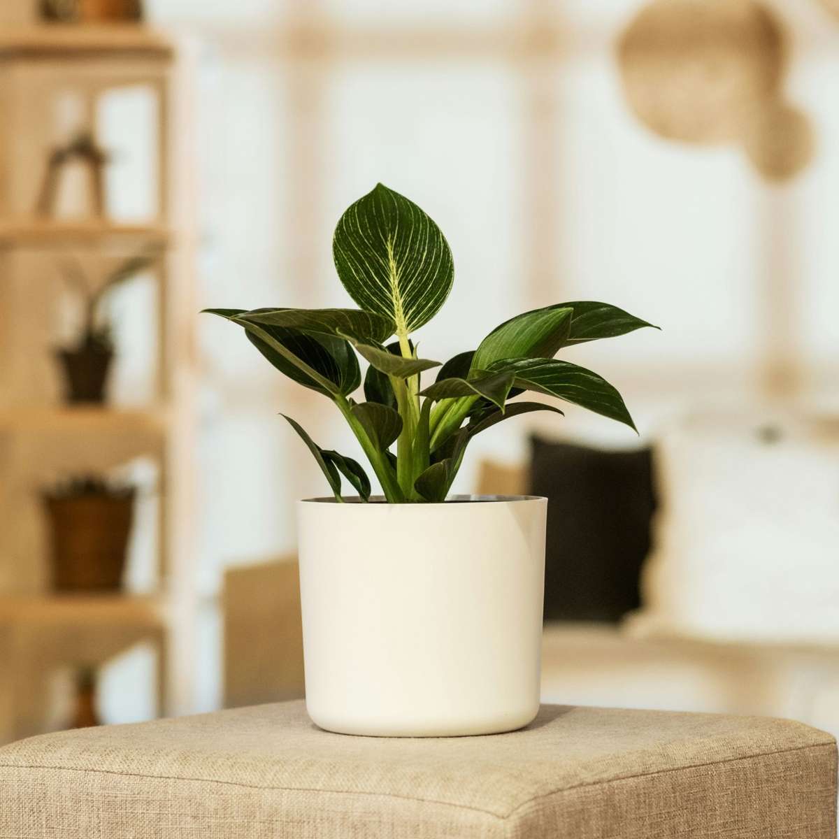 Plante verte - Set de 2 - Philodendron 'White Wave' - Hauteur 25-40cm - ⌀12cm - TD Plantz