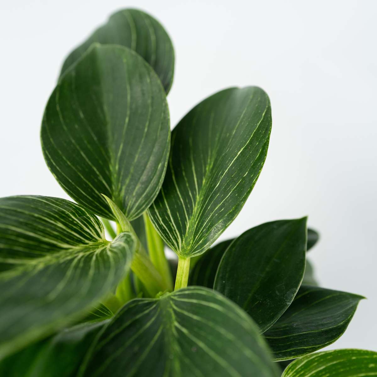 Plante verte - Set de 2 - Philodendron 'White Wave' - Hauteur 25-40cm - ⌀12cm - TD Plantz
