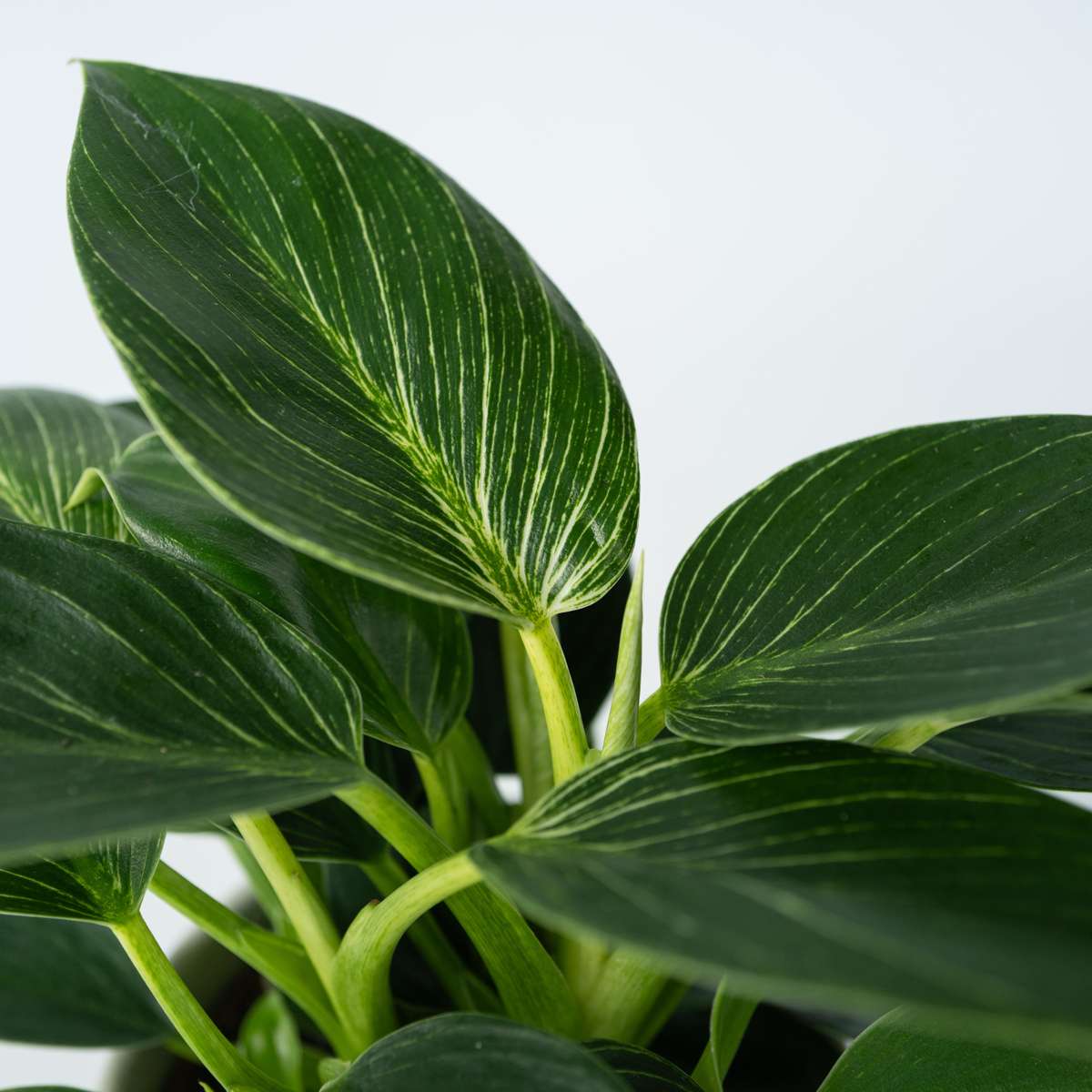 Plante verte - Set de 2 - Philodendron 'White Wave' - Hauteur 25-40cm - ⌀12cm - TD Plantz