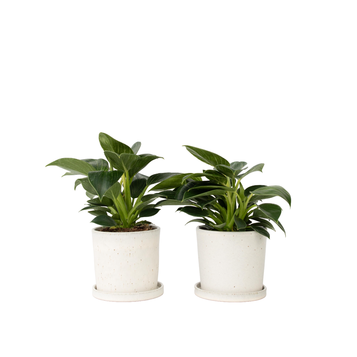 Plante verte - Set de 2 - Philodendron 'White Wave' - Hauteur 25-40cm - ⌀12cm - TD Plantz