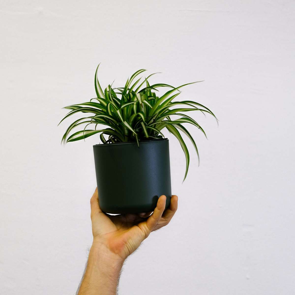 Plante araignée - Chlorophytum comosum 'Atlantic' - Hauteur 25-40cm - ⌀12cm