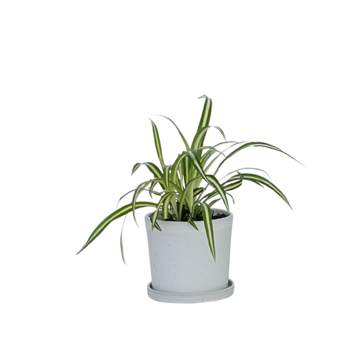 Plante araignée - Chlorophytum comosum 'Atlantic' - Hauteur 25-40cm - ⌀12cm