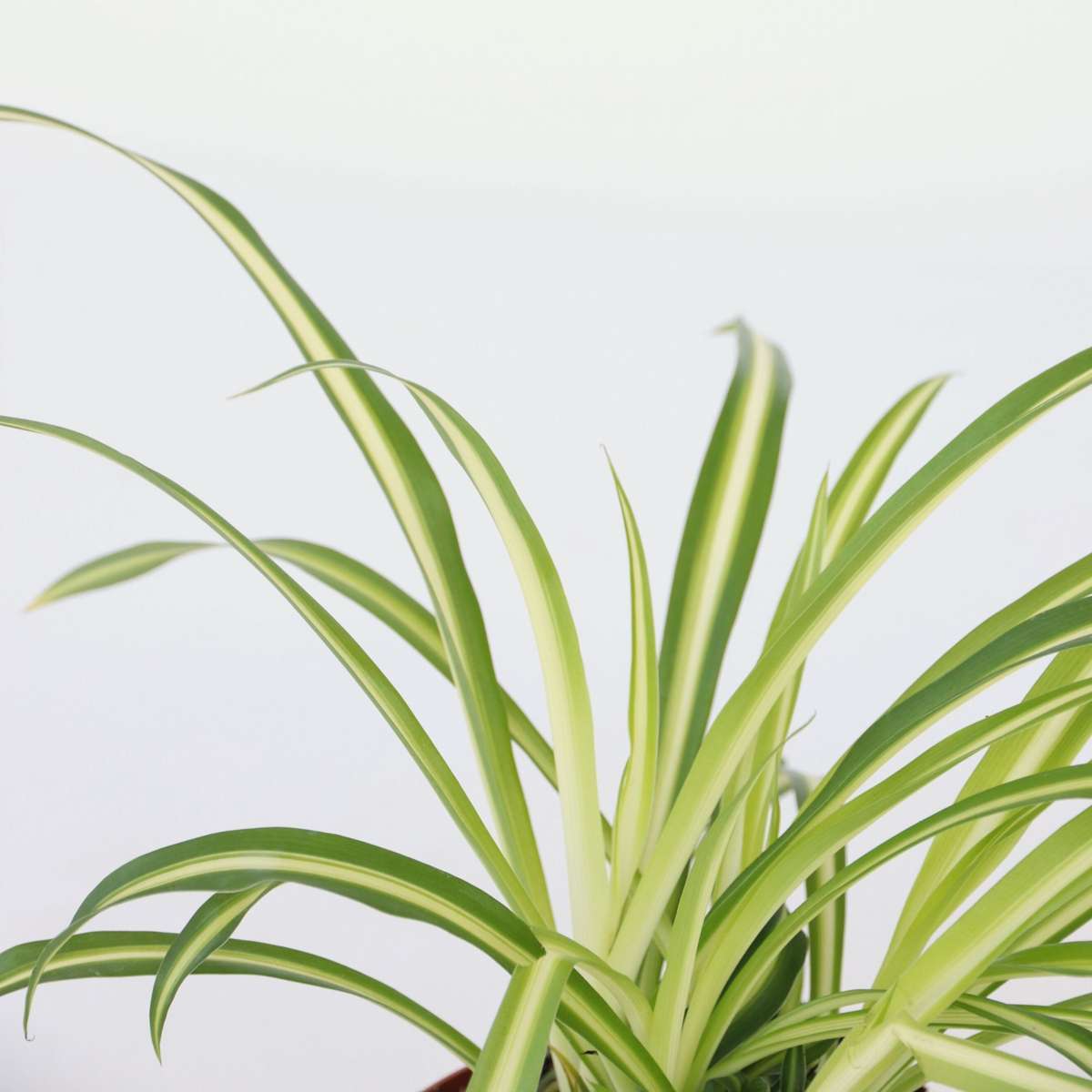Plante araignée - Set de 3 - Chlorophytum comosum 'Atlantic' - H25-40cm - ⌀12cm - TD Plantz