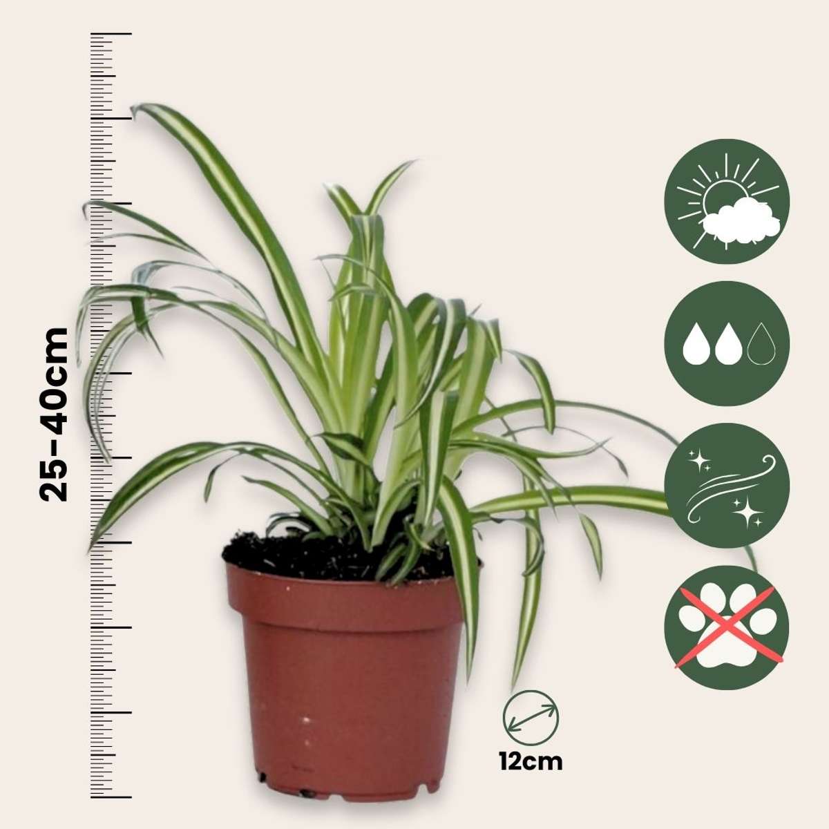 Plante araignée - Set de 3 - Chlorophytum comosum 'Atlantic' - H25-40cm - ⌀12cm