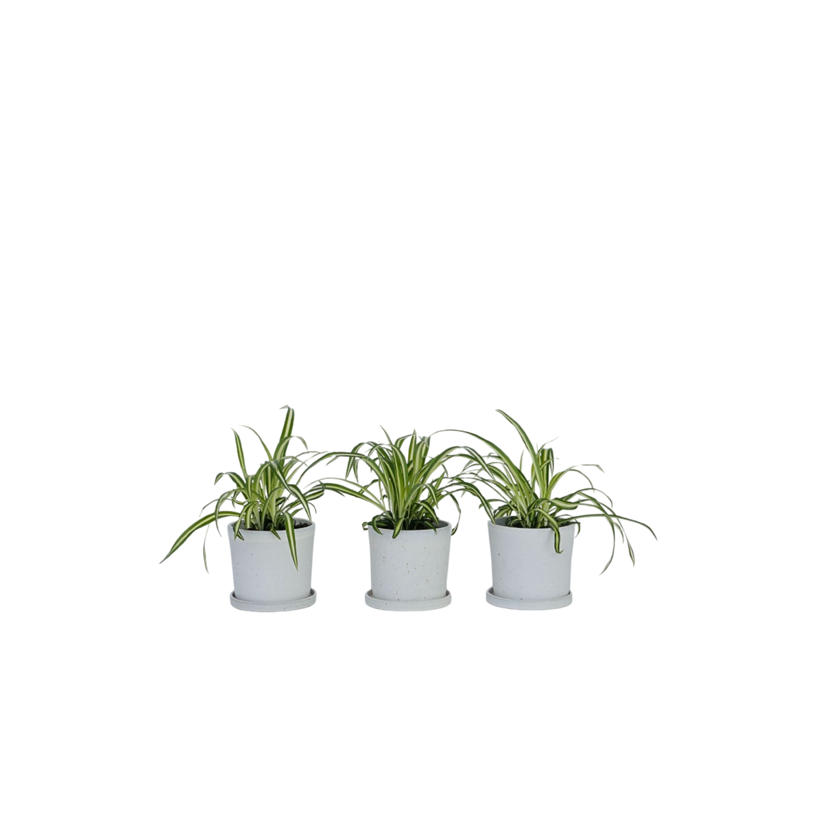 Plante araignée - Set de 6 - Chlorophytum comosum 'Atlantic' - H25-40cm - ⌀12cm