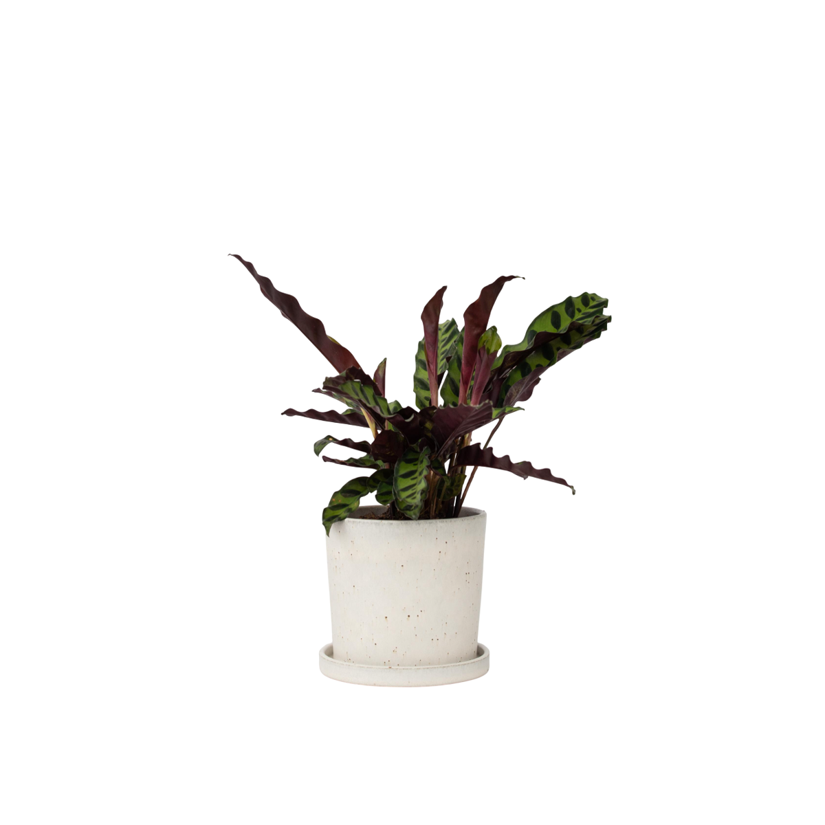 Calathea ornata - Goeppertia insignis - Hauteur 30-40cm - ⌀12cm