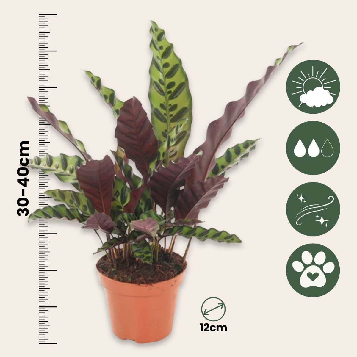 Calathea ornata - Set de 2 - Goeppertia insignis - Hauteur 30-40cm - ⌀12cm