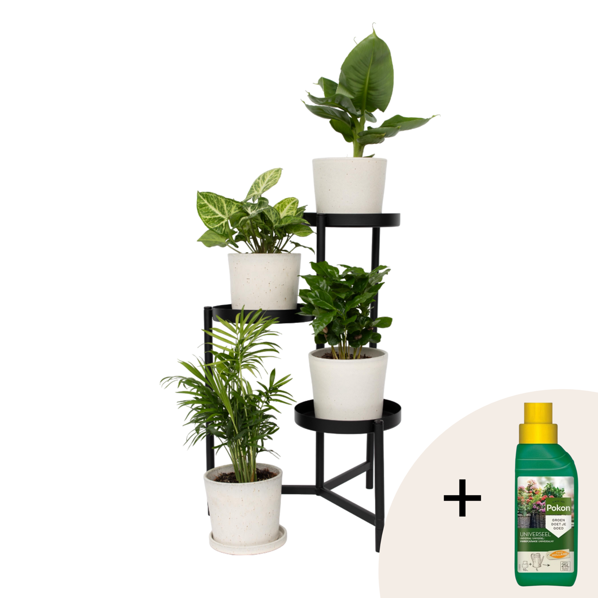 Mélang de plantes d'intérieur - Set de 4 - Hauteur 25-40cm - ⌀12cm