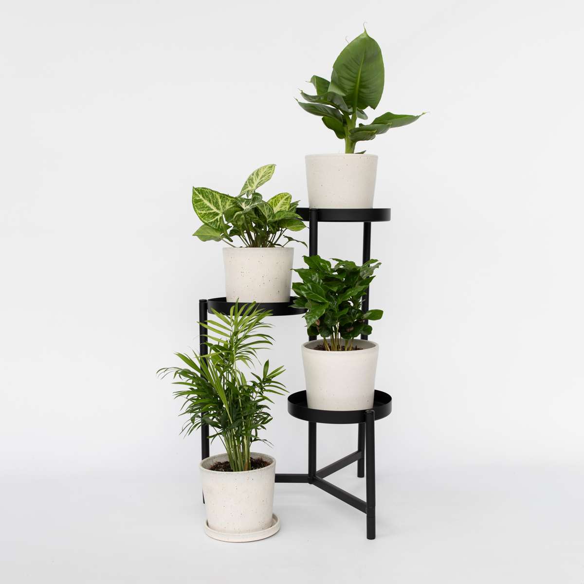 Budget Mix - 4 pcs. - Chamaedorea, Musa, Syngonium, Coffea - H25-40cm - ⌀12cm - TD Plantz