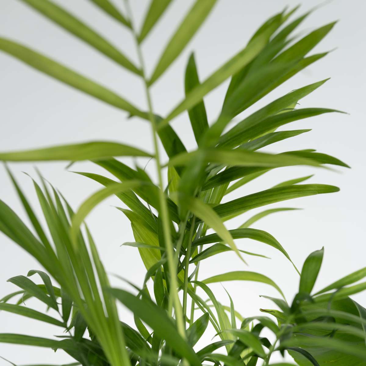 Budget Mix - 4 pcs. - Chamaedorea, Musa, Syngonium, Coffea - H25-40cm - ⌀12cm