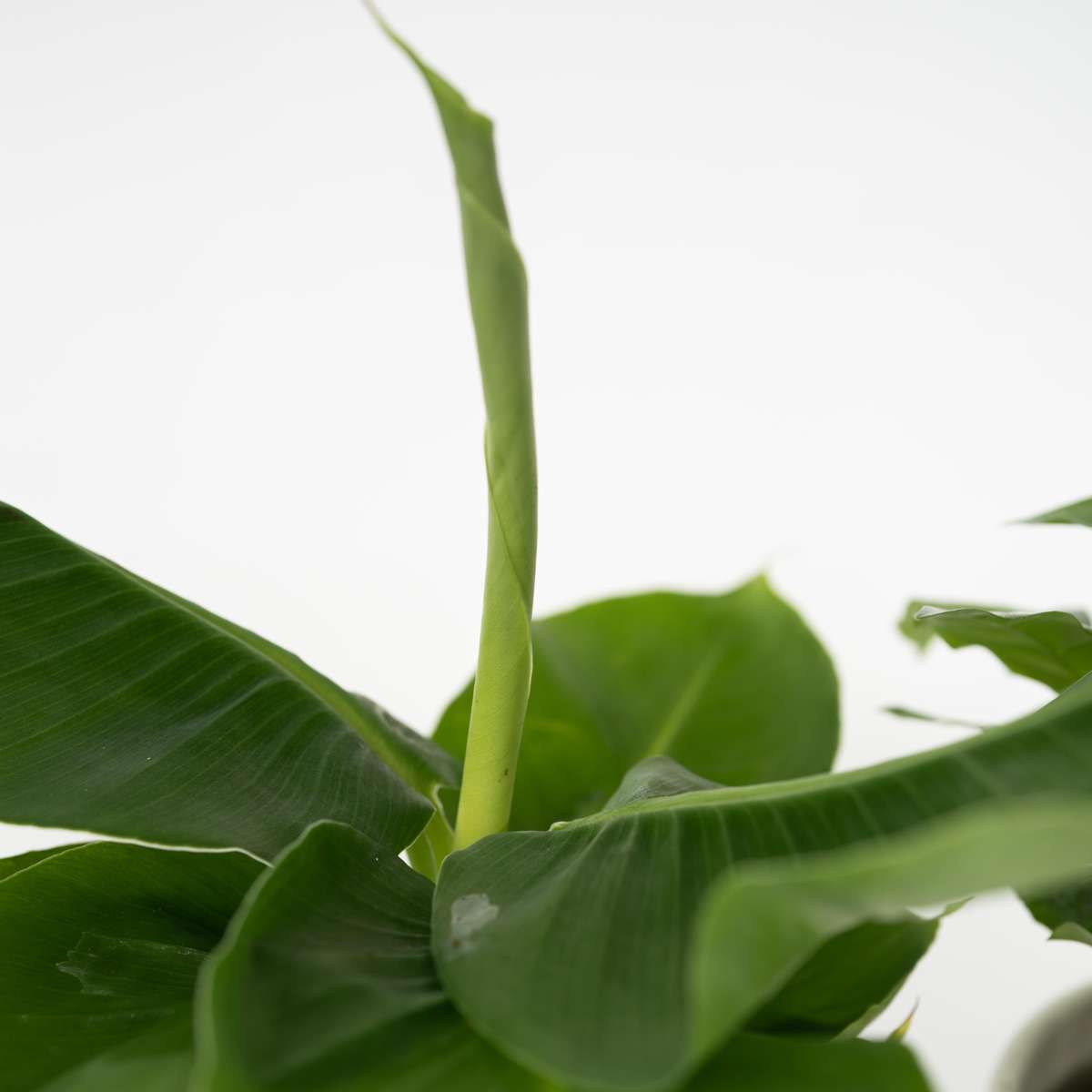 Budget Mix - 4 pcs. - Chamaedorea, Musa, Syngonium, Coffea - H25-40cm - ⌀12cm