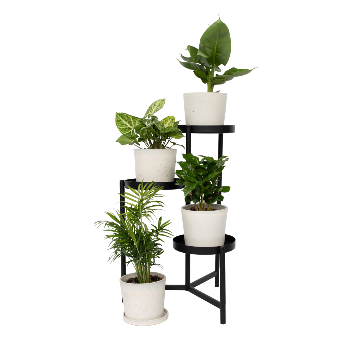 Budget Mix - 4 pcs. - Chamaedorea, Musa, Syngonium, Coffea - H25-40cm - ⌀12cm
