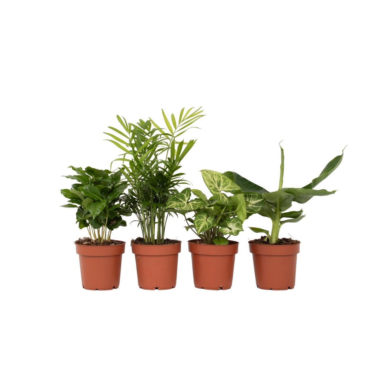 Budget Mix - 4 pcs. - Chamaedorea, Musa, Syngonium, Coffea - H25-40cm - ⌀12cm