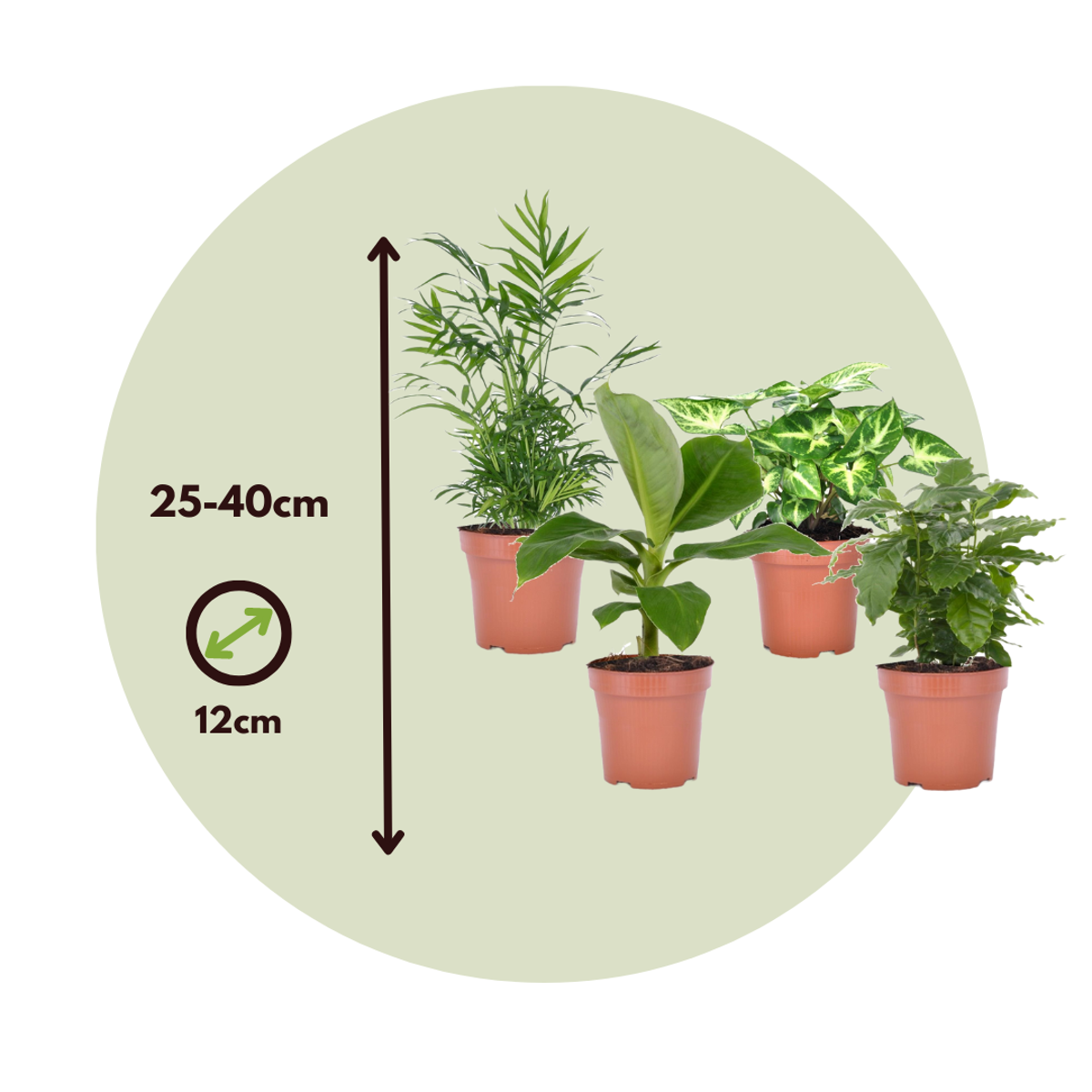 Budget Mix - 4 pcs. - Chamaedorea, Musa, Syngonium, Coffea - H25-40cm - ⌀12cm