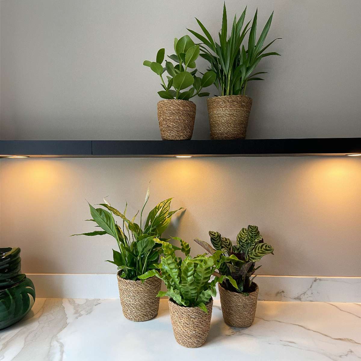 Mélange de plantes purificatrices d'air - x5 - Panier inclus - H25-40cm - ⌀12cm