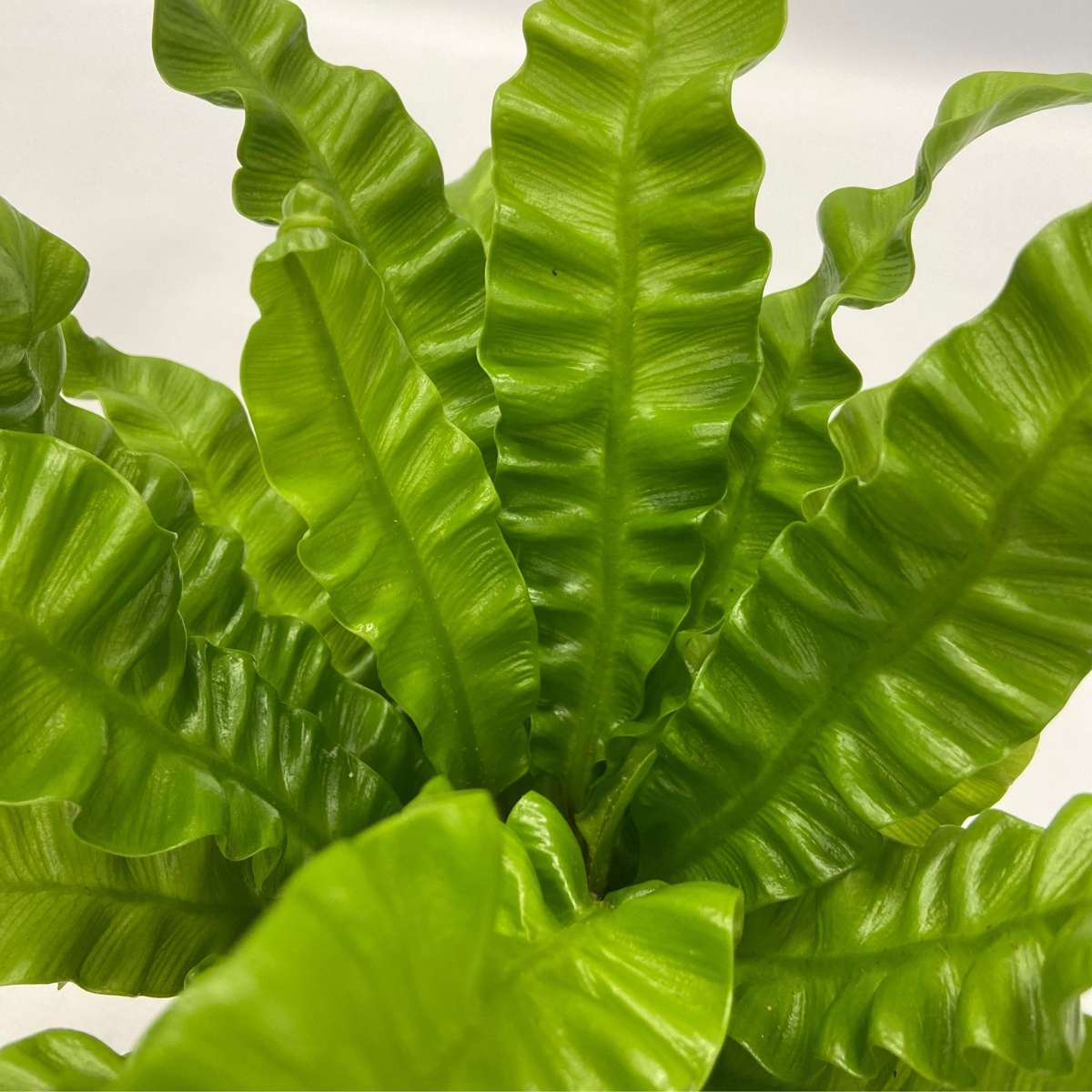 Mélange de plantes purificatrices d'air - x5 - Panier inclus - H25-40cm - ⌀12cm