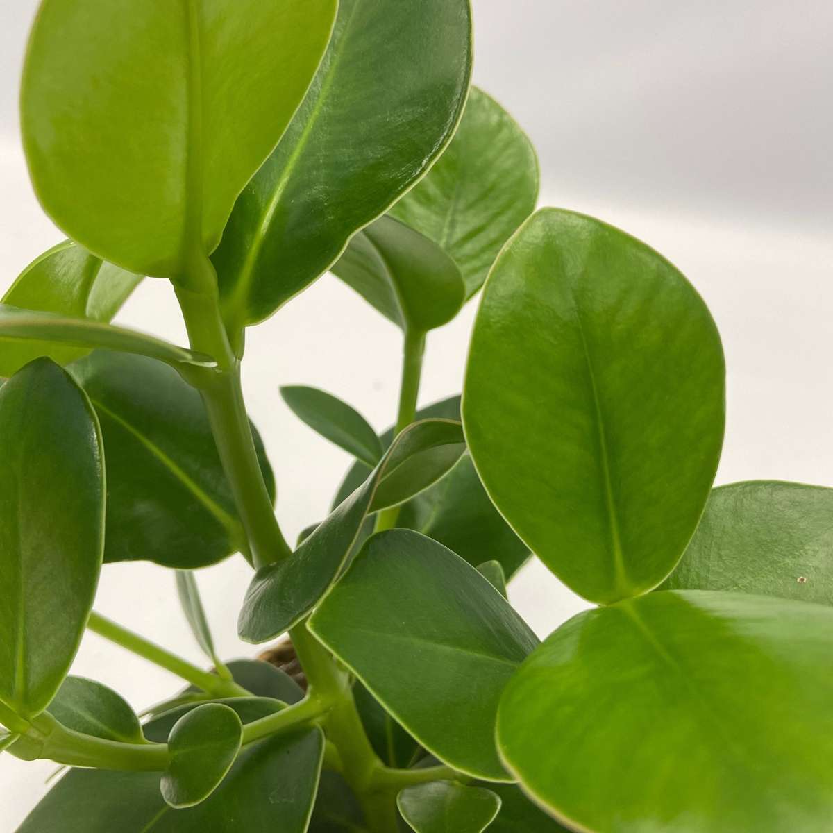 Mélange de plantes purificatrices d'air - x5 - Panier inclus - H25-40cm - ⌀12cm