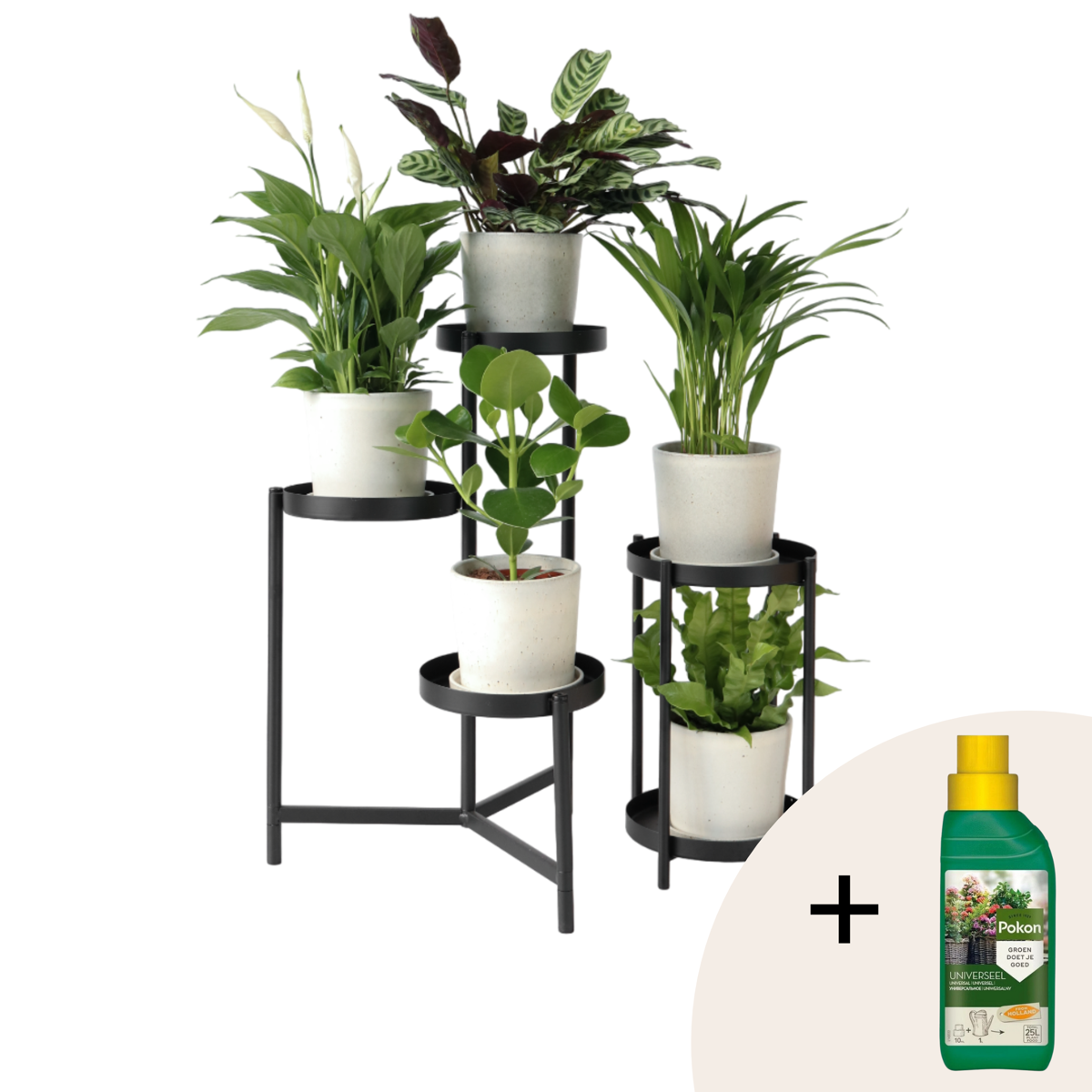 Air Purifying Mix - 5 pcs. - Houseplants - Height 25-40cm - ⌀12cm