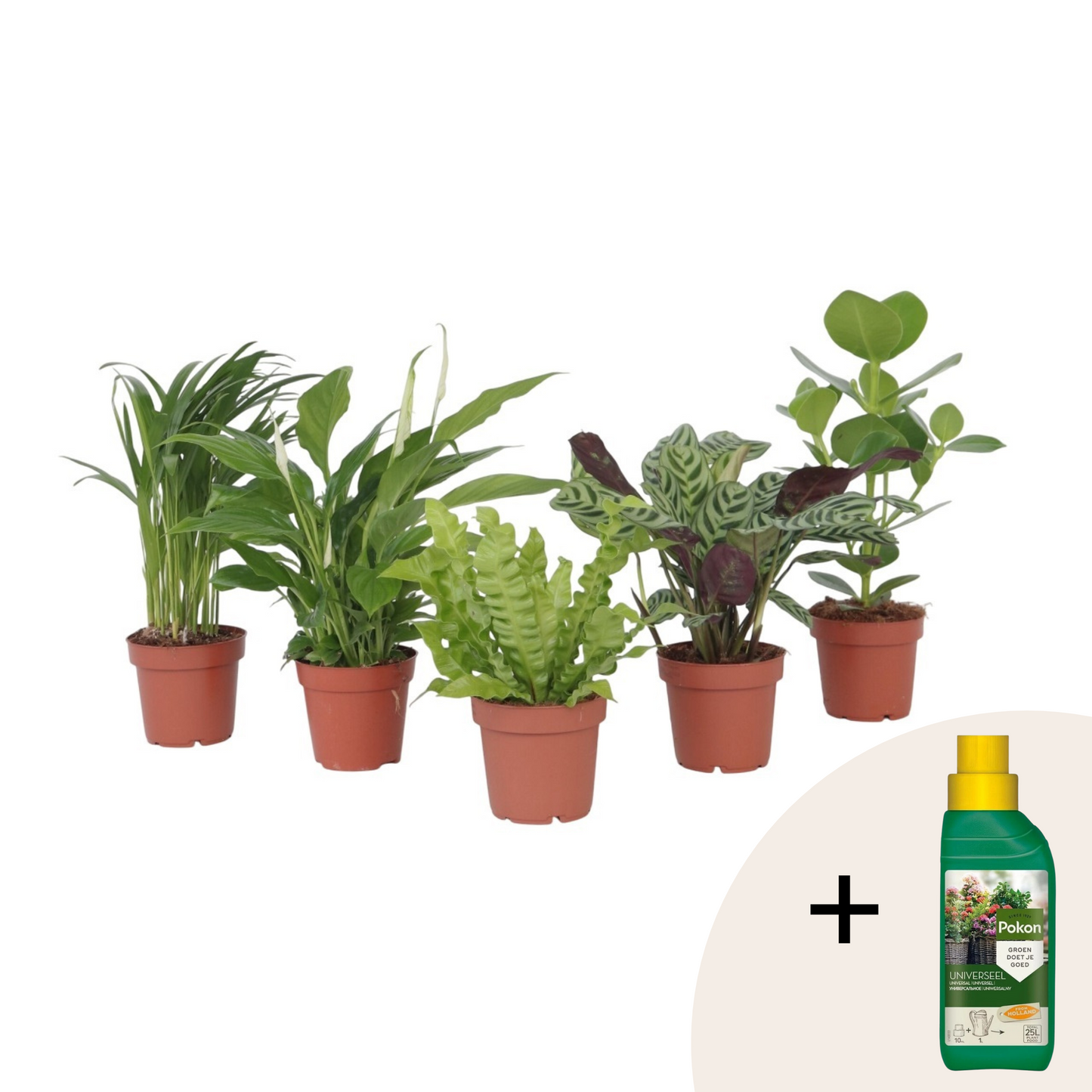 Air Purifying Mix - 5 pcs. - Houseplants - Height 25-40cm - ⌀12cm