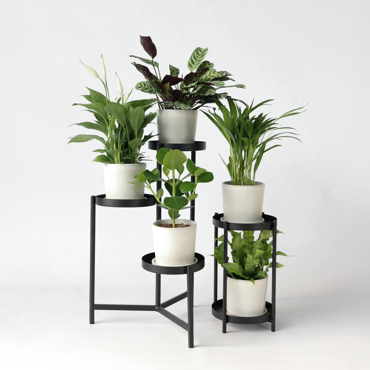 Air Purifying Mix - 5 pcs. - Houseplants - Height 25-40cm - ⌀12cm