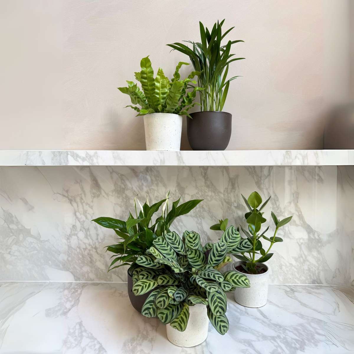 Mélange de plantes purificatrices d'air - Set de 5 - Hauteur 25-40cm - ⌀12cm