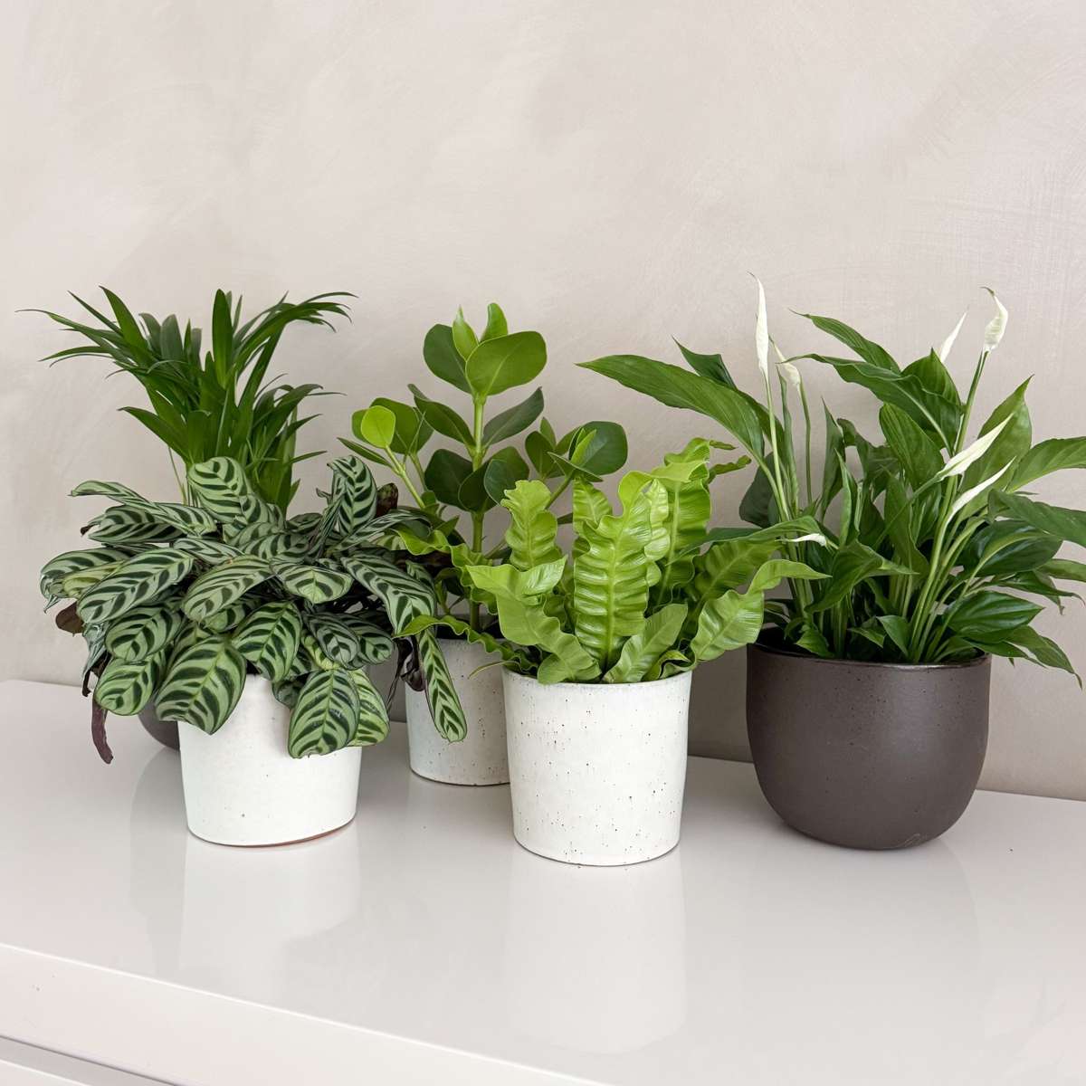 Mélange de plantes purificatrices d'air - Set de 5 - Hauteur 25-40cm - ⌀12cm